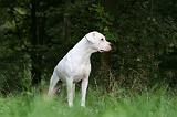 DOGUE ARGENTIN 451